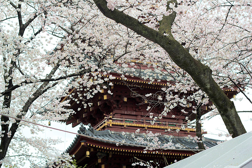 Temples become even more Zen-like with a profusion of cherry blossoms surrounding them