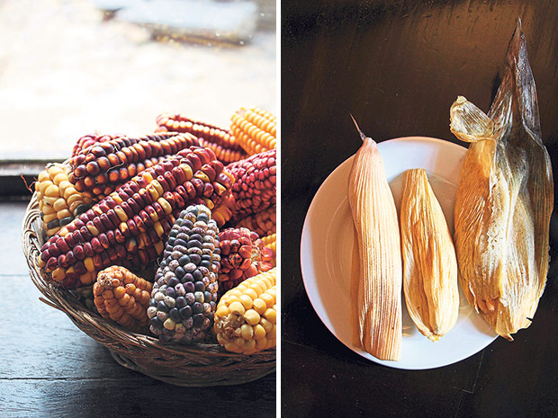 Multi-coloured corn used to make tamales (left). Tamales, a traditional South American dish made from masa (a mix of corn and lard) wrapped in corn husks or plantain leaves and boiled (right).