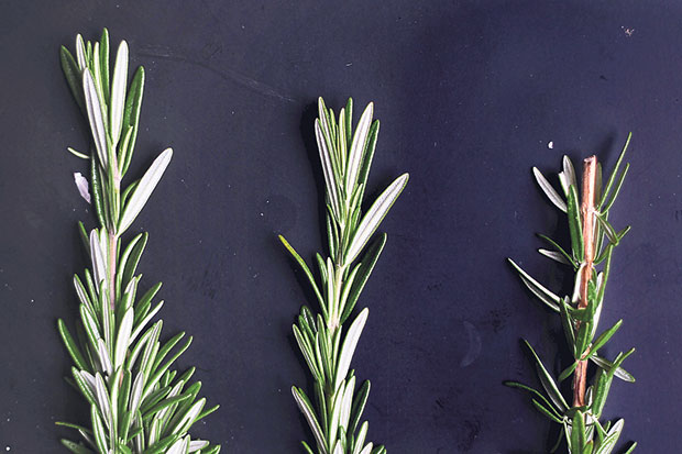 Fresh sprigs of rosemary add a heady, savoury aroma to any roasted meat dish
