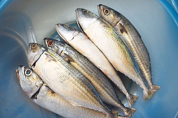 Mackerel or ikan kembung is typically used in Pangkor assam laksa although sardines are an alternative if there is no fresh mackerel.