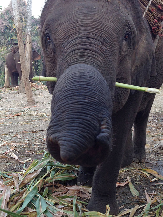 The elephants regularly feed on sugar cane and bananas.