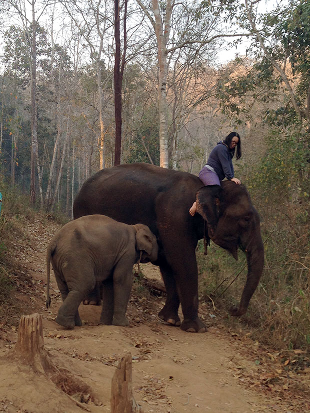 Stopping during the sunrise elephant ride for Tang Mo to feed.