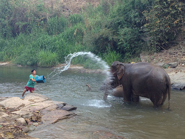 Shower time! The elephants enjoying their river bath.