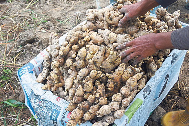 Song Yan’s organic ginger is their most prized crop.