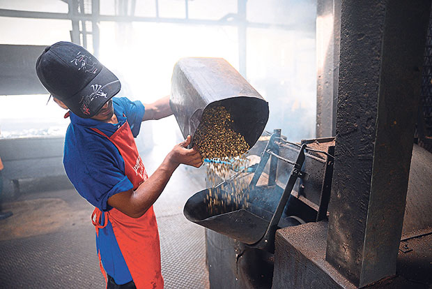 A worker pouring coffee beans into the wood fire roaster.