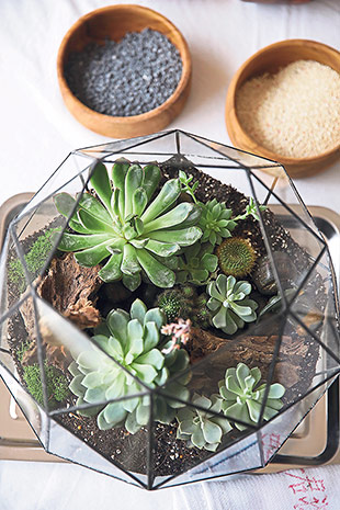 Have a mini garden with Ficus & Jars geometric sets.