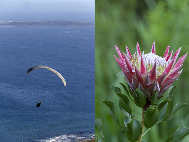 Fancy joining this paraglider? (left) Flowering fynbos, a shrubland vegetation native to the Western Cape of South Africa (right)