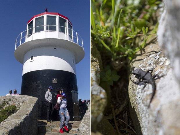 The lighthouse at Cape Point (left). A lizard basking in the sun (right)