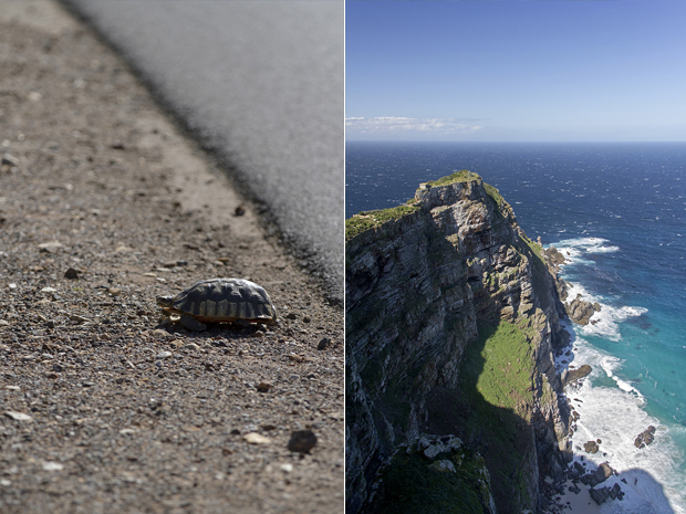 A tortoise crawling into the bushes (left). View over Cape Point (right)