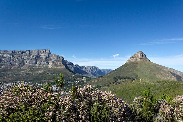 Table Mountain is home to some endangered plant species such as the Silvertree (Leucadendron argenteum) in the foreground