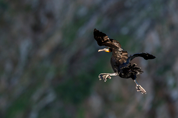 A cormorant in mid-flight, trying to land