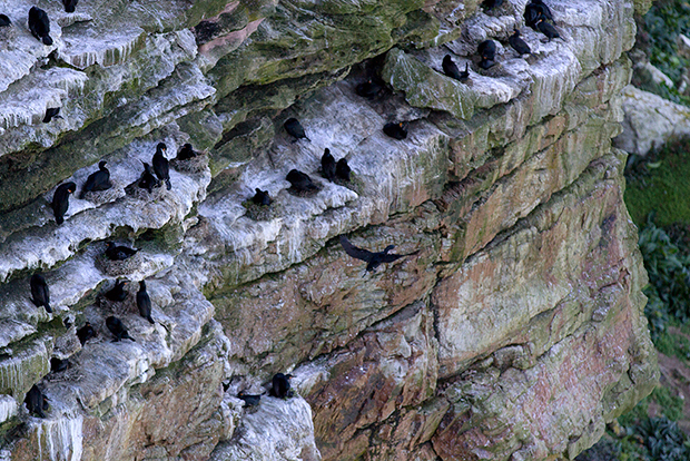 Cormorants nesting on the cliffs