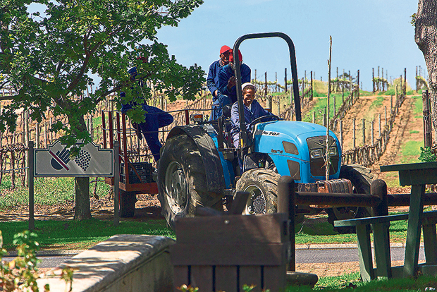 Workers on a tractor at the wine farm