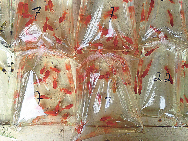 Pasar Pudu’s catch of the day