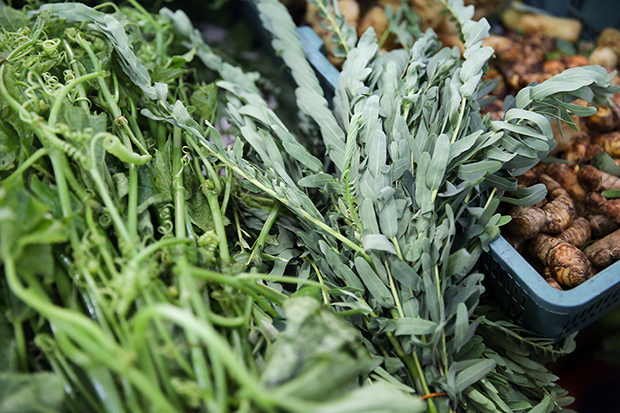 Pucuk labu (left) and pucuk tangki (right) which looks similar to semalu except it has no thorns, grows in the water and has a mild petai taste