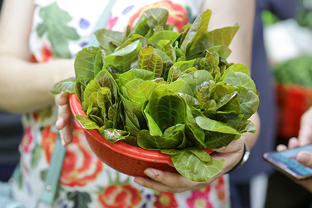 Pucuk gajus is the older sibling of tenggek burung