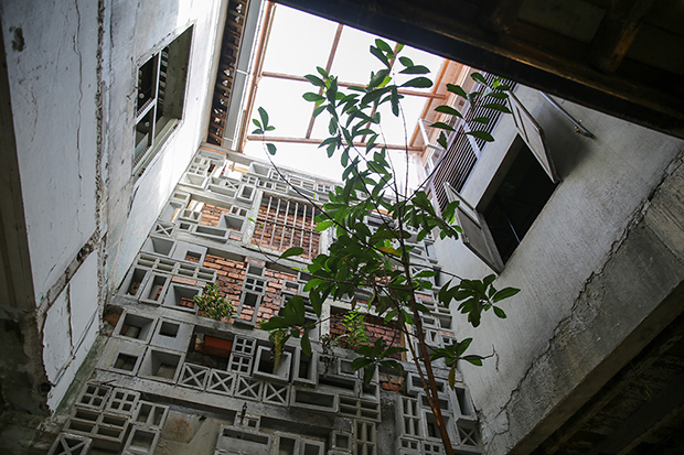 A solitary golden rain tree reaches dramatically for the skylight