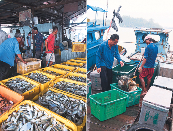 Fish, fish everywhere at the Sungai Udang jetty (left). Unloading...fishermen unloading fish at the jetty (right)