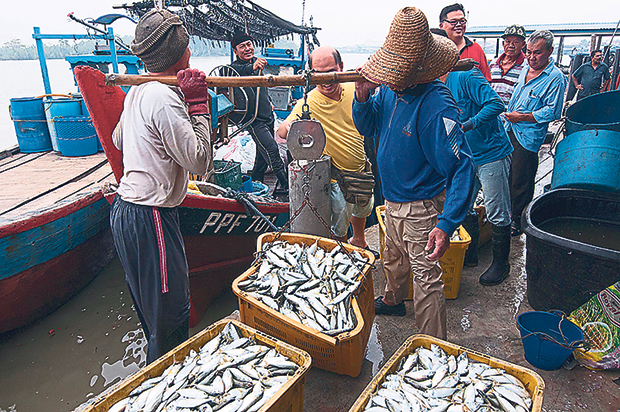 The task of weighing...each box of fishes are weighed before it is sent to wholesalers, markets and traders