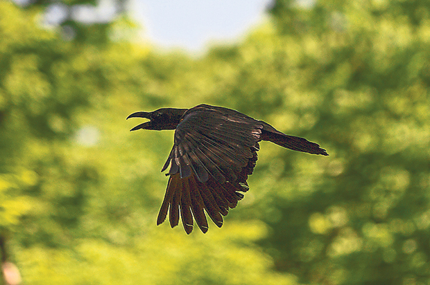 In Japan, the crow is considered the messenger of the gods