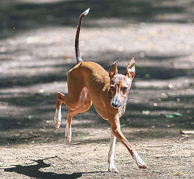 A dog in “mid-trot”