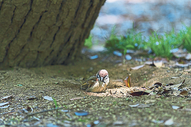 A sparrow enjoying a sand bath in the shade of the trees