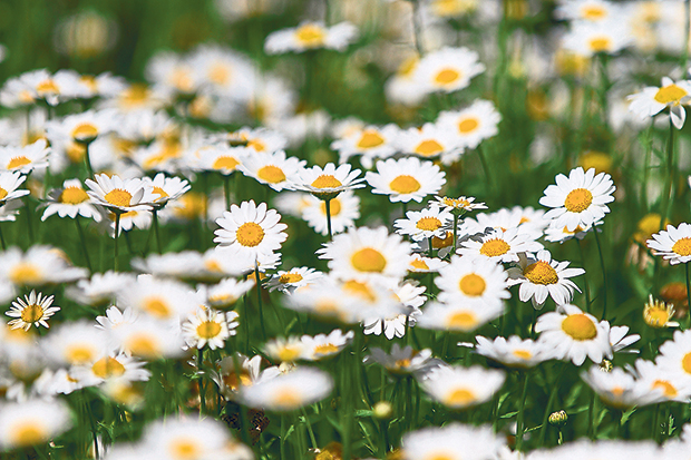 Brilliant white and gold of daisies