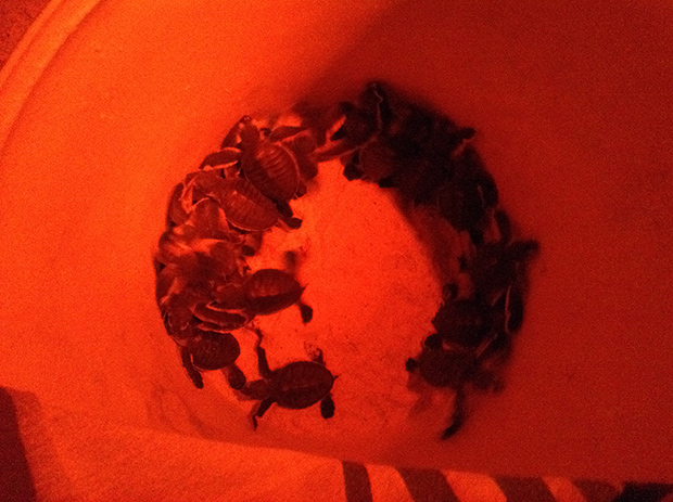 Only red lights are allowed on the beach at night as they are the least intrusive to the turtles.