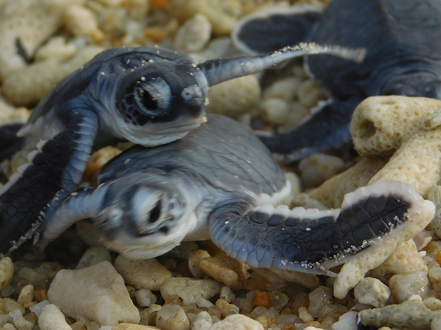 The hatchlings are released at night and resort guests can choose to witness it.
