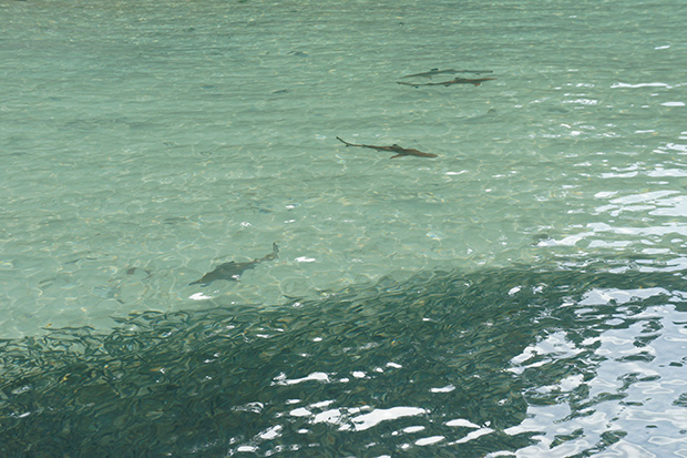 Baby reef sharks circle the tiny fishes, hoping for a bite.