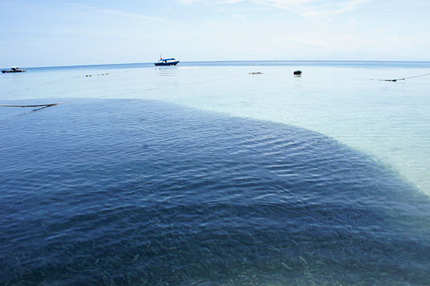 The shoal of tiny fish that swim around the pontoon is visible even from a distance.