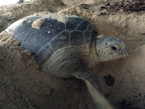 A green turtle nesting on the beach at Bubbles Dive Resort.