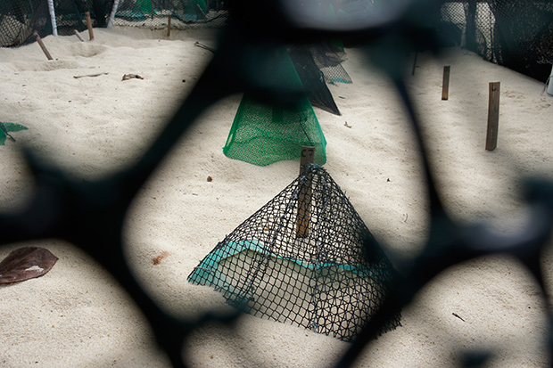 Turtle eggs incubating in the hatchery.