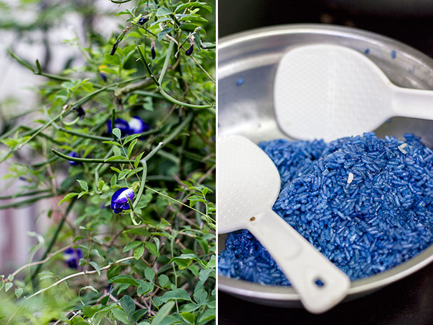The vibrant blue of bunga telang (also known as blue pea or butterfly pea flowers) (left). Glutinous rice coloured with the cooked liquid of bunga telang (right).