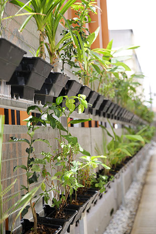 The herb garden at the back of the centre.