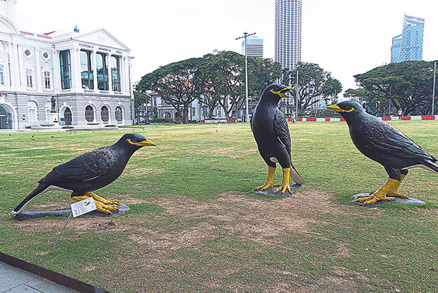 Local Mynas (2015) by Singaporean artist Lim Soo Ngee.