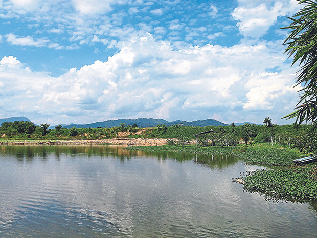 Ho Wee Ming’s lakeside guava farm.