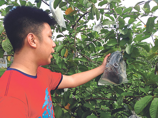 Jeffrey Ho explaining how they protect the fruits from pests and prey.