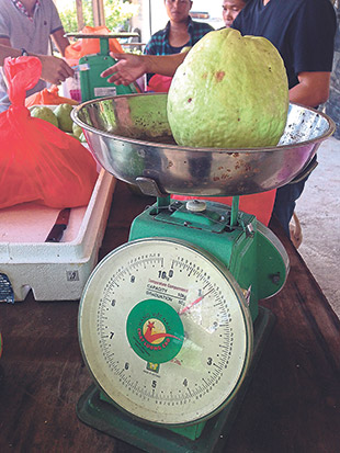 On average, each guava weighs 1 kilogram.