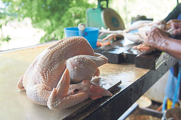 The chickens are slaughtered and cleaned on the day they are to be picked up.