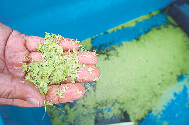A close look at duckweed, a type of floating plant that the chickens feed on.