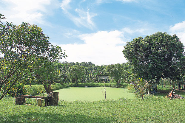 The manmade pond cum catchment area is covered with duckweed, a kind of superfood for the chickens.
