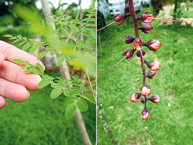 The moringa, known for its high nutrient values, is among the plants that the chickens feed on (left). The pretty buds of bunga putat, which can be made into ulam (right).