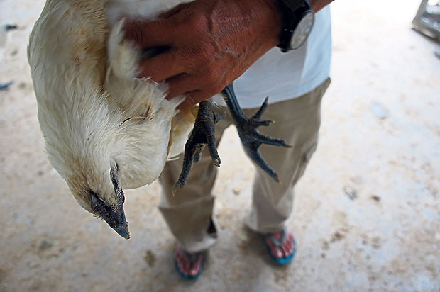 Besides regular chooks, they also have black chickens.
