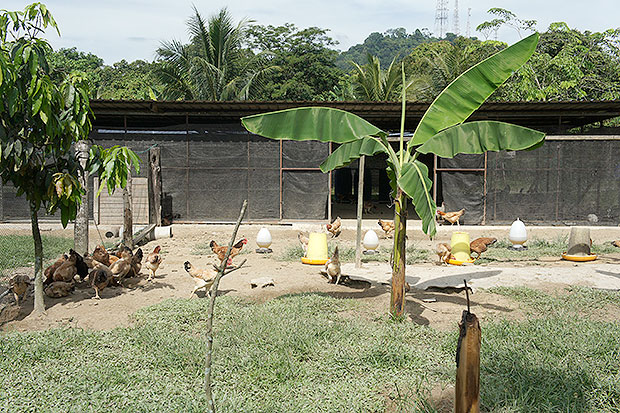 Uncle Rani started with just 200 chickens and now has between 1,000 to 2,000.