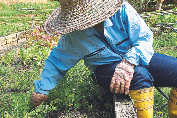 Farming by organic principles, no pesticides are used so weeding must be done manually.
