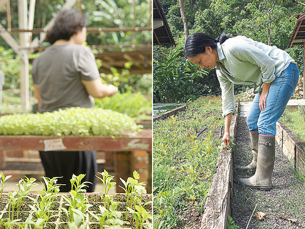 A variety of saplings being grown in the nursery (left). An urbanite at heart, Lisa surprised herself with how much she enjoyed being on the farm (right).