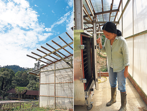 The shed where their prized heirloom tomatoes are grown (left). After several futile attempts, they found that a dim sum steamer worked best for killing bacteria in the soil (right).