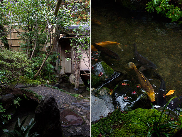 The pond is a key feature of Hyotei’s garden (left). Koi swimming in the pond (right).