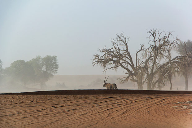 An oryx seeking shelter during a sandstorm.